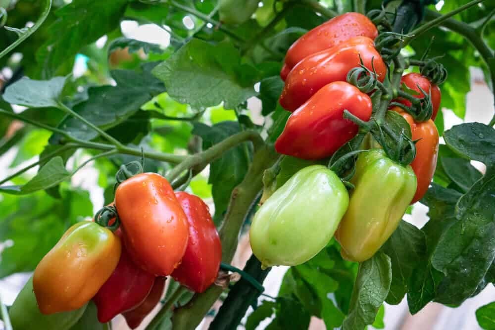 green and red san marzano tomatoes growing on the vine