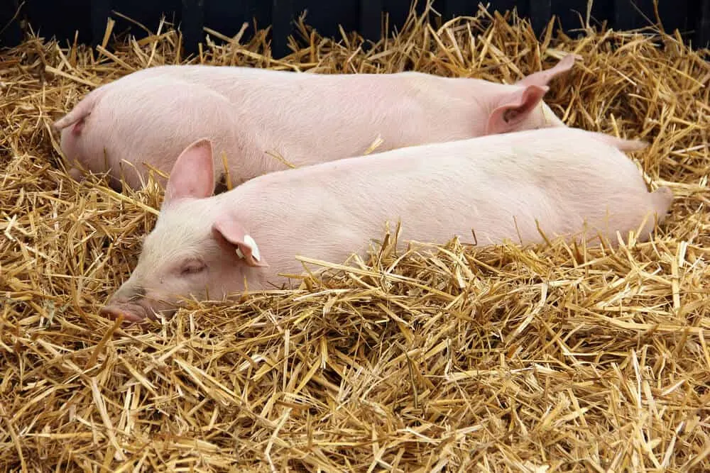 Best Pig Bedding Materials Explained [Hay vs Straw vs Leaves!] Outdoor Happens