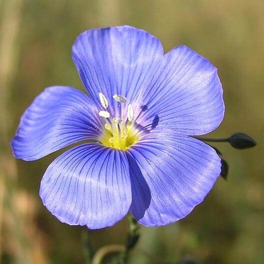 Annual Blue Flax Flower Seeds | Eden Brothers