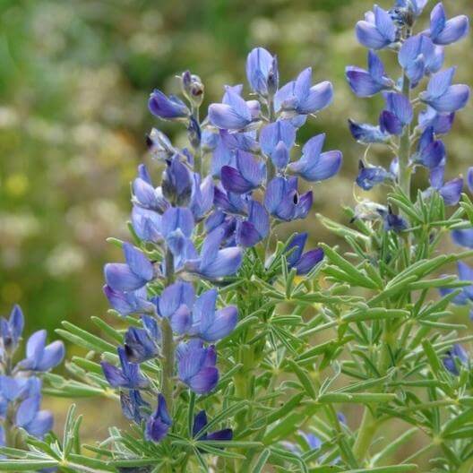 Blue Annual Lupine Flower Seeds | Eden Brothers