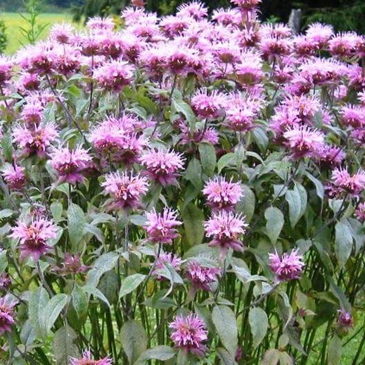 Wild Bergamot Bee Balm Flower Seeds | Eden Brothers