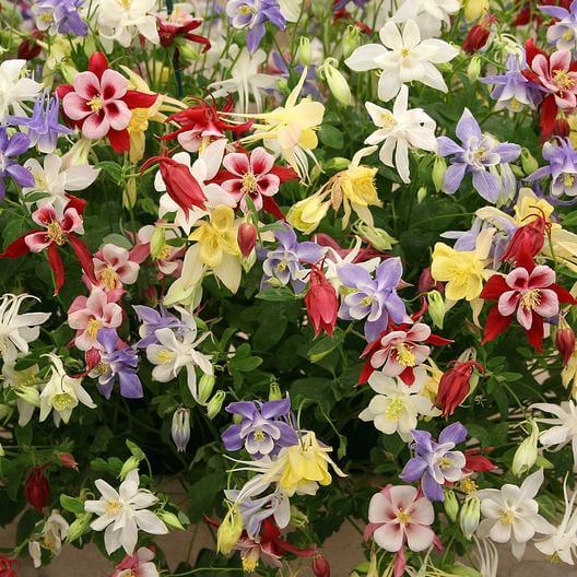 Giant Columbine McKana Flower Seeds | Eden Brothers