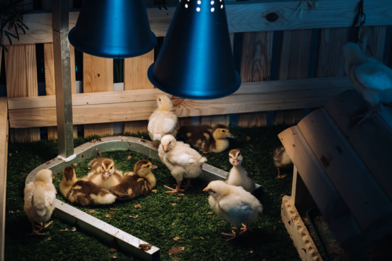 Do Ducklings Need a Heat Lamp [And 5 Alternatives to Save You Money] Outdoor Happens Homestead