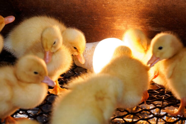 How Long Do Ducklings Need A Heat Lamp