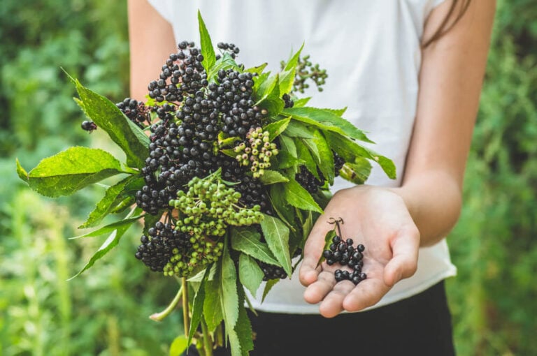harvesting ripe elderberry fruit