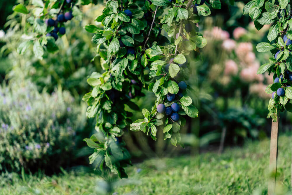 heavy plum tree branches filled with fruit
