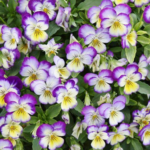 Johnny Jump Up Viola Flower Seeds | Eden Brothers