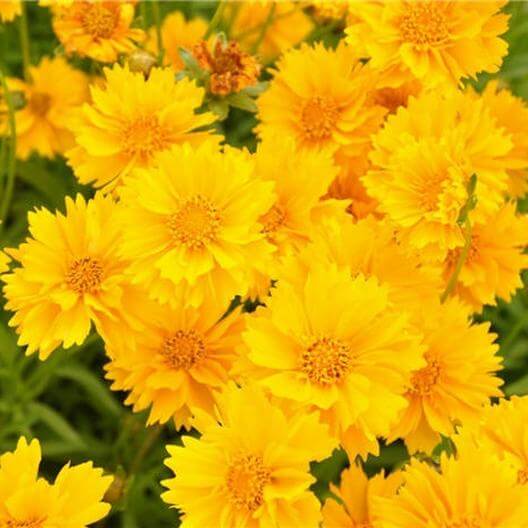 Lance Leaf Sunburst Coreopsis Flower Seeds | Eden Brothers