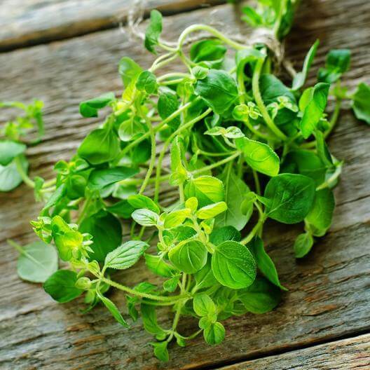 Common Oregano Seeds | Eden Brothers
