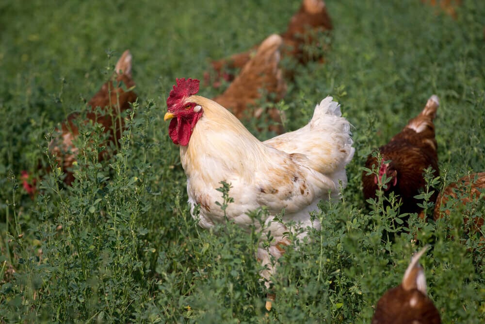 red sex link pasture chickens with alfalfa
