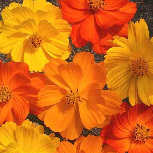 Sulphur Bright Lights Cosmos Flower Seeds | Eden Brothers