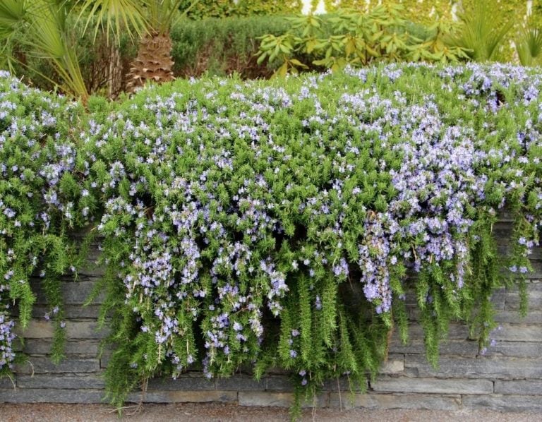 13 Stunning Cascading Plants for Retaining Walls and Hanging Baskets