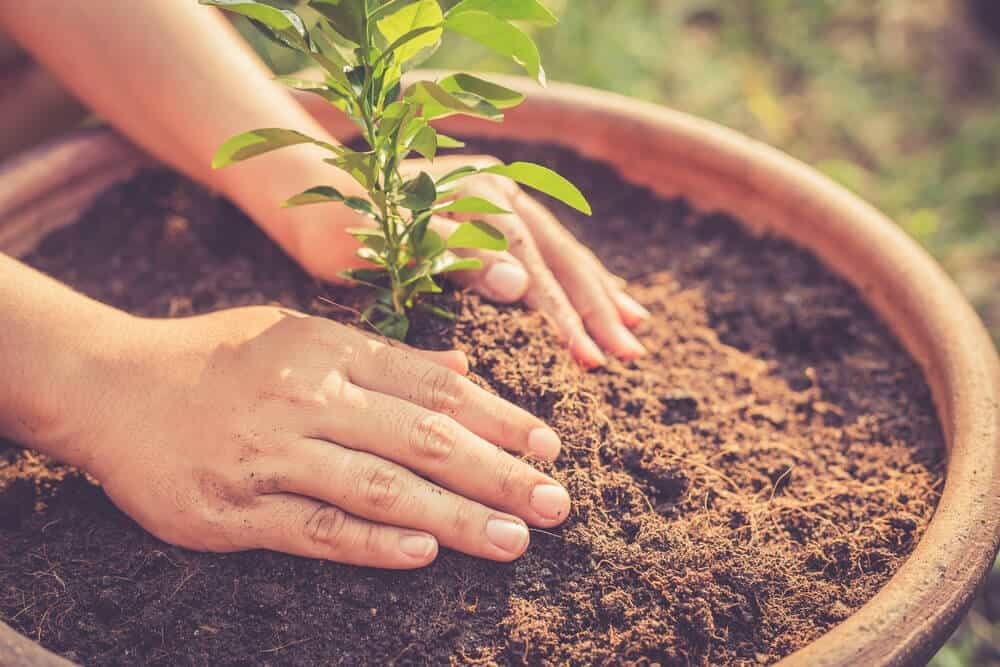young lime tree in pot with fresh potting soil