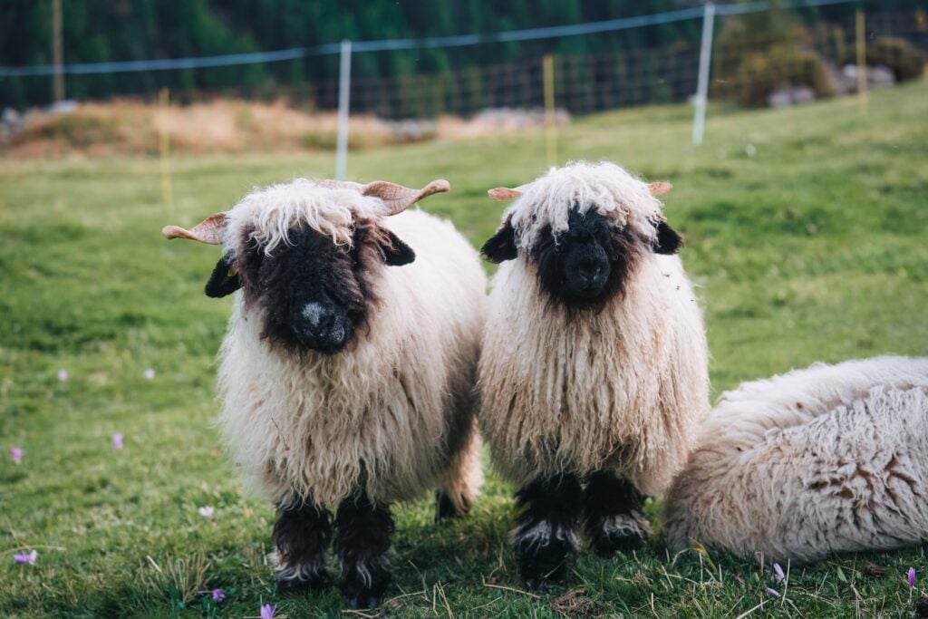 Couple of black faced Valais Blacknose sheep whole wool in stall on hill among the Swiss Alps at countryside of Switzerland