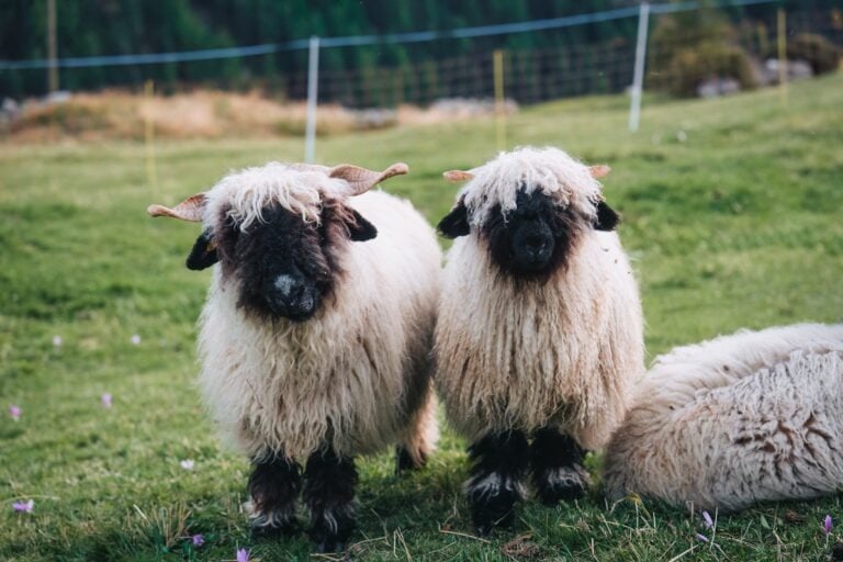 Couple of black faced Valais Blacknose sheep whole wool in stall on hill among the Swiss Alps at countryside of Switzerland