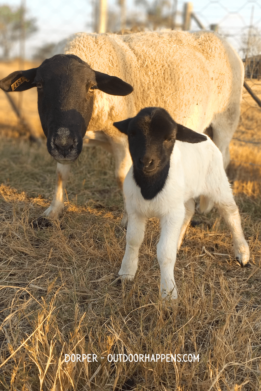 Black faced dorper sheep and lamb on a farm