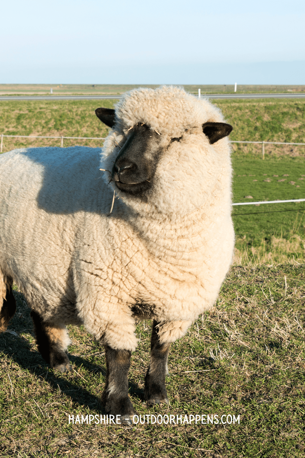 Hampshire sheep with a black face and ears in a paddock