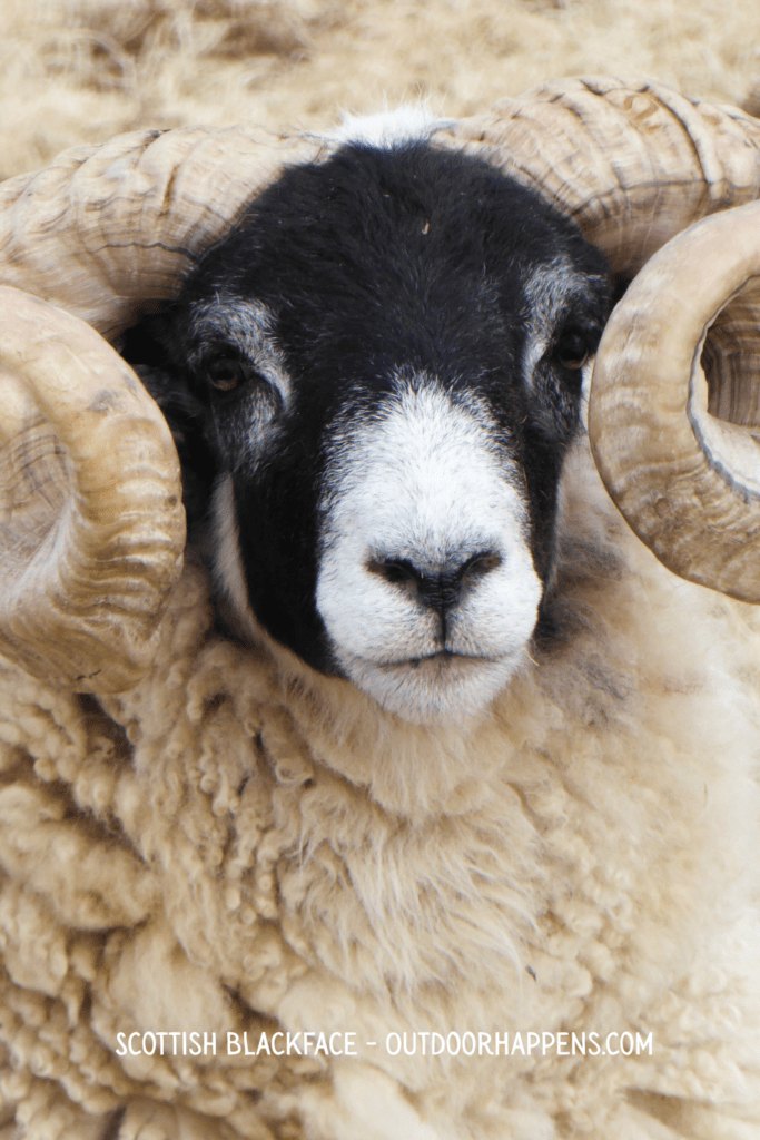 Scottish Blackface Young Sheep with black face and horns