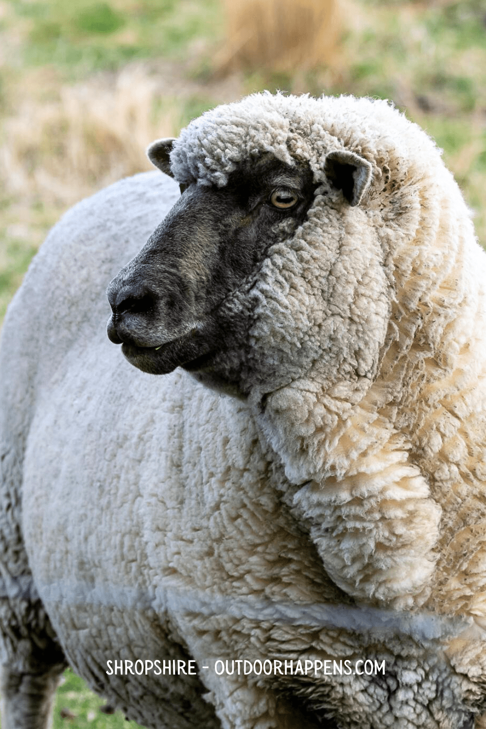 Shropshire sheep with a black face
