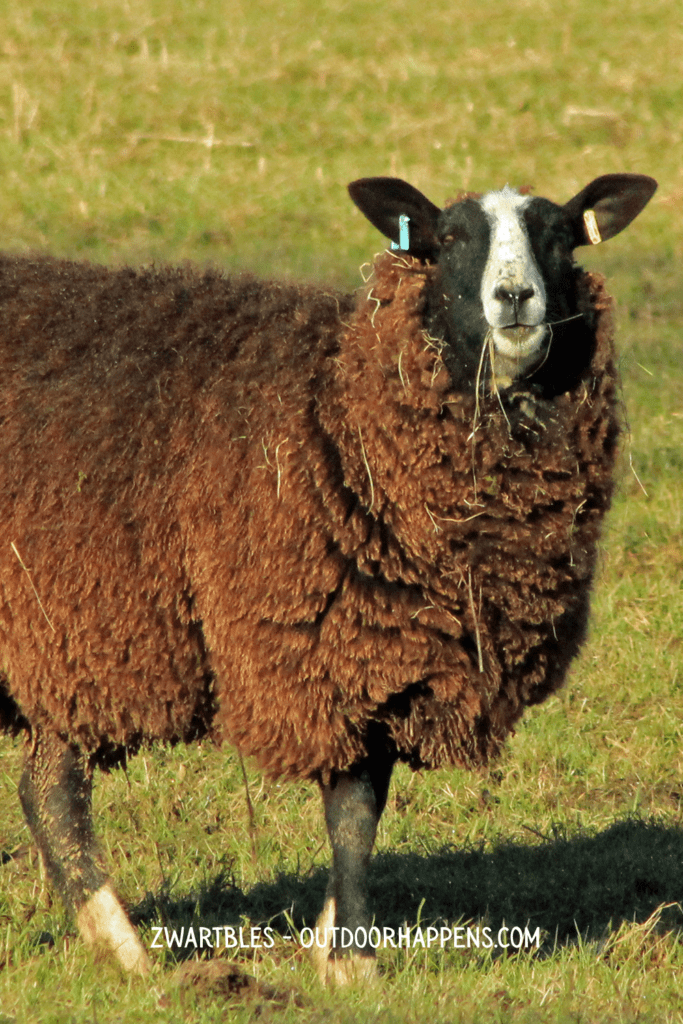 Zwartbles Sheep