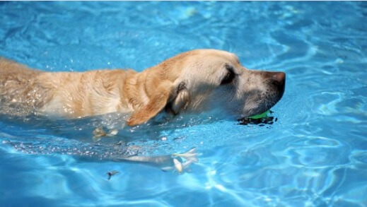 Dog CPR, First Aid and Safety | Melanie Monteiro