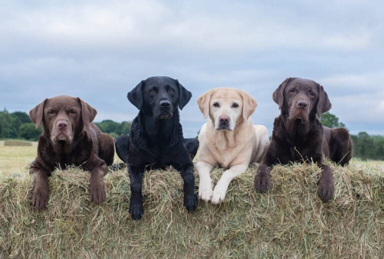 four epic farm labradors on haystack