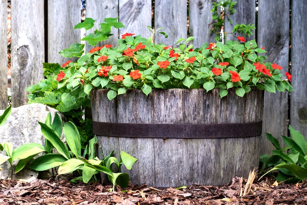 aging wine barrel planter with crimson impatiens
