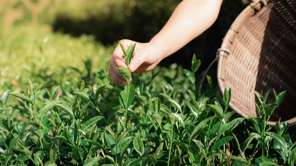 thumbnail image 2 of Live Tea Plant (Camellia Sinensis) – Grow Your Own Black, Oolong, Or Green Tea – Potted Seedling 2 of 5