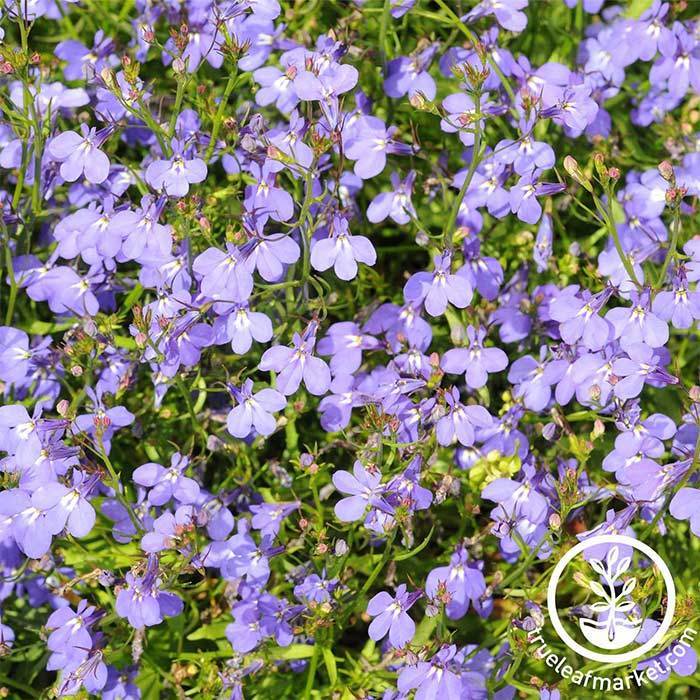 11 Stunning Cascading Plants for Retaining Walls and Hanging Baskets