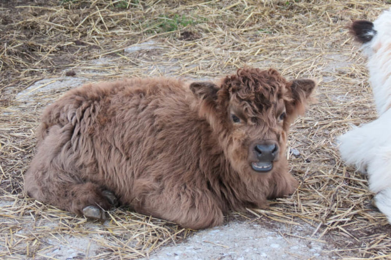 The Ultimate Guide to the Mini Highland Cow