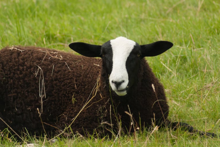 11 Gorgeous Black and White Sheep Breeds [With Pictures!] - Outdoor ...