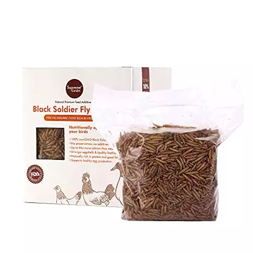 Black Soldier Fly Larvae