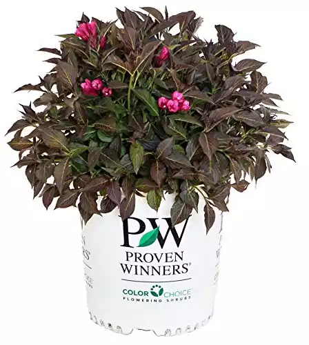 Proven Winners - Weigela florida Spilled Wine
