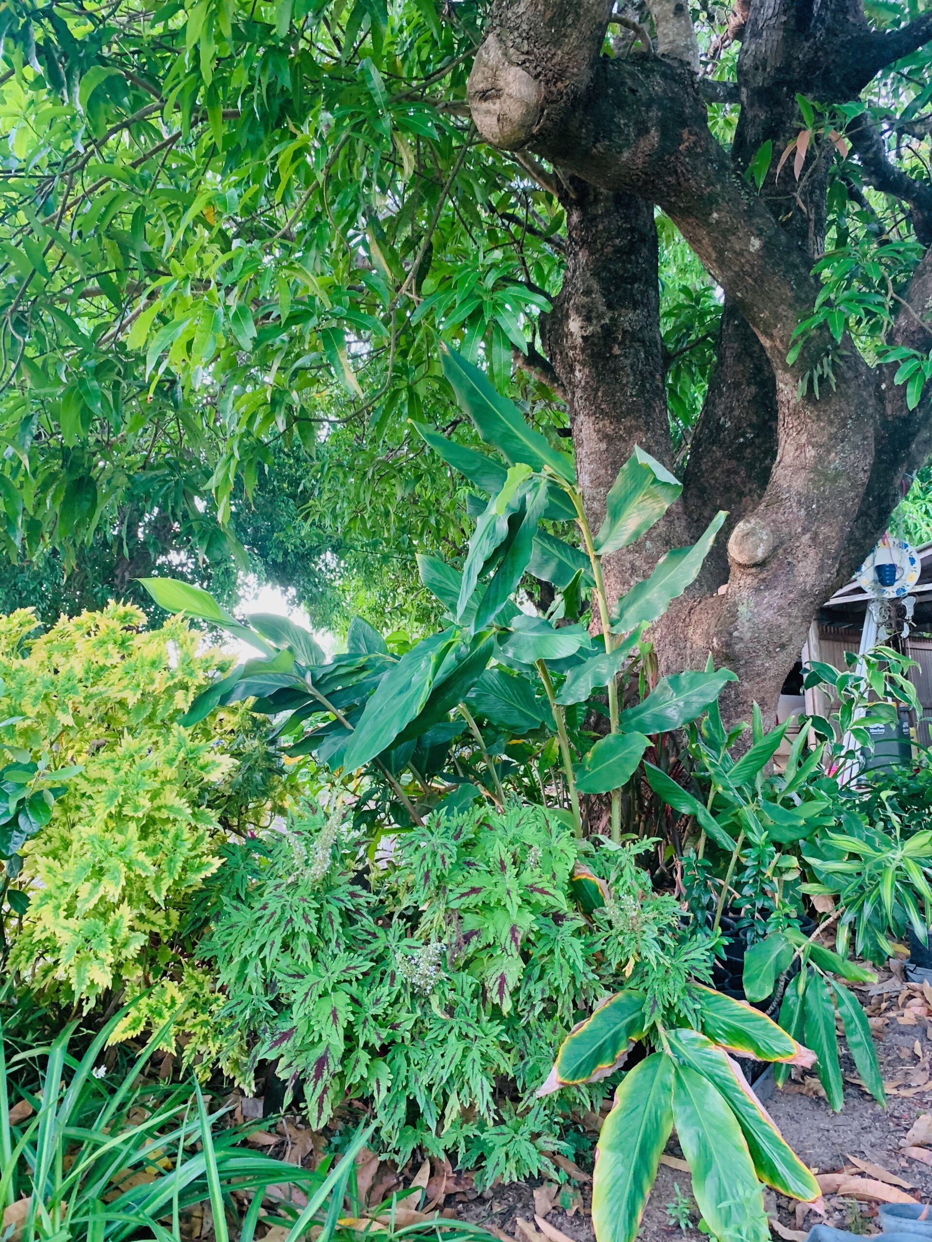 9 Creative Landscaping Ideas Around Tree Roots [Moss, Mulch, and Fairy ...