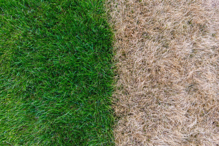 How to Make Grass Green Fast! [9 Super Easy Pro Tips] - Outdoor Happens