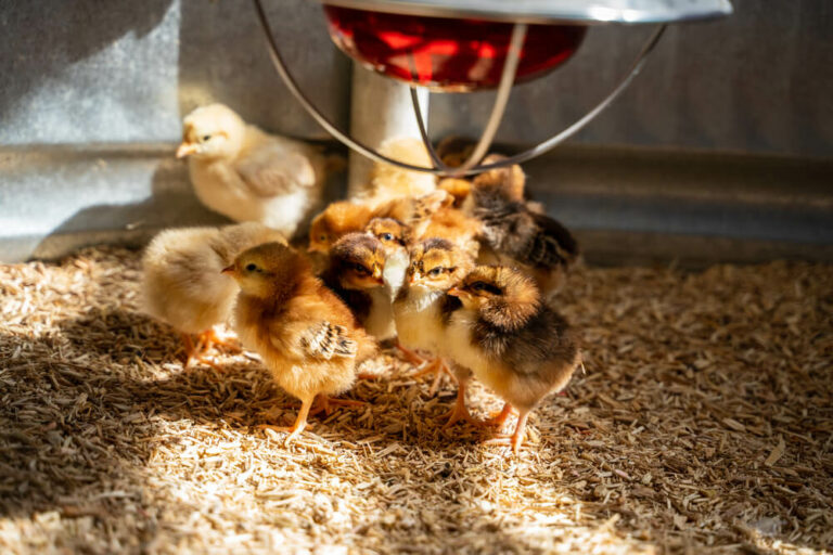 7 DIY Chick Brooder Designs ???? [Homemade, Free, and Easy]