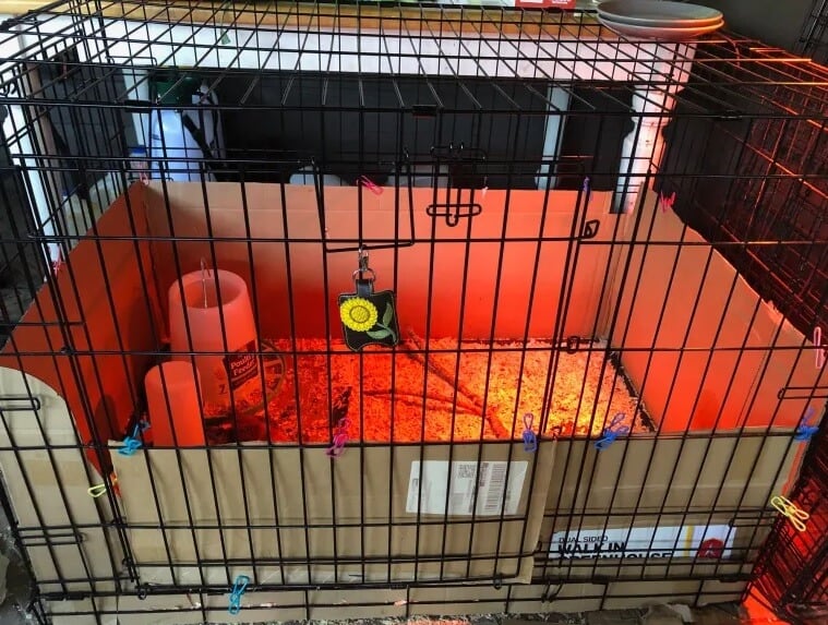 diy chicken brooder from cardboard box with lamp