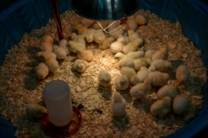 7 DIY Chick Brooder Designs ???? [Homemade, Free, and Easy]