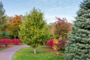 12 Best Trees to Line Driveway [Colorful Privacy Trees!] - Outdoor ...