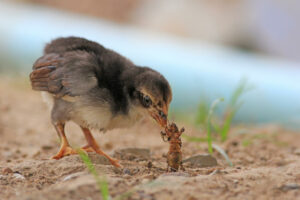 What Can Chickens Eat? Ultimate List of 134 Foods Hens Can and Can't ...