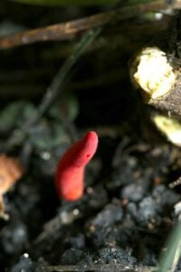 Poisonous Lawn Mushroom Types [Edible vs. Toxic Mushroom Guide