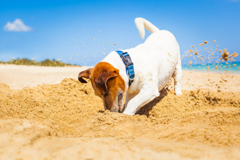 Russell Diggin How to Dig a Trench for Drainage In 5 Easy Steps! [No More Muddy Yards ...