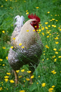 Dumpy Hens 17 Black and White Chicken Breeds - Our Chanel Poultry List! - Outdoor ...