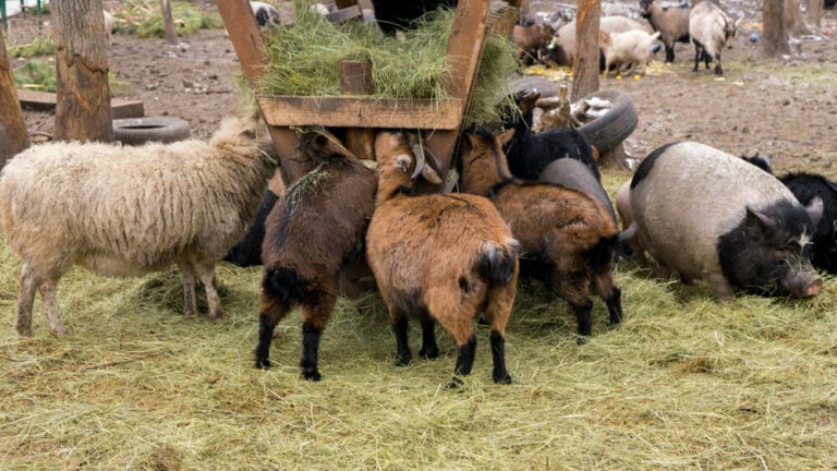 Homemade DIY Hay Feeder for Goats [17 Designs and Plans!] - Outdoor ...