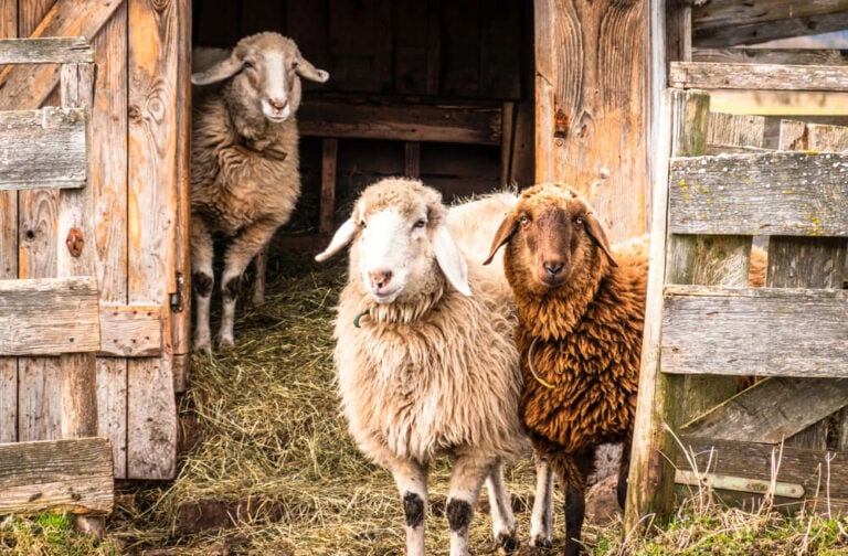 How Many Sheep Per Acre Can You Raise [USA Guide] - Outdoor Happens ...