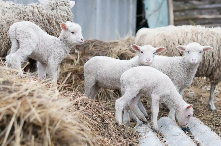 How Many Sheep Per Acre Can You Raise [USA Guide] - Outdoor Happens ...