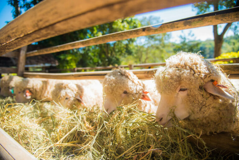 How Many Sheep Per Acre Can You Raise [USA Guide] - Outdoor Happens ...