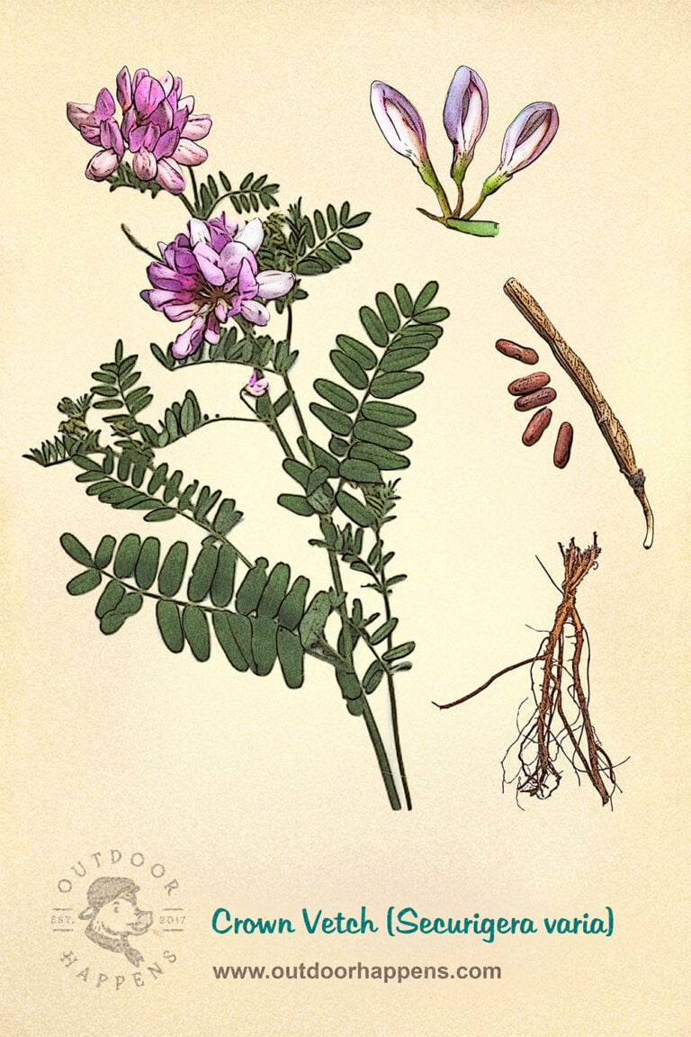 13 Common Weeds With Pink Flowers You Might Find In Your Garden