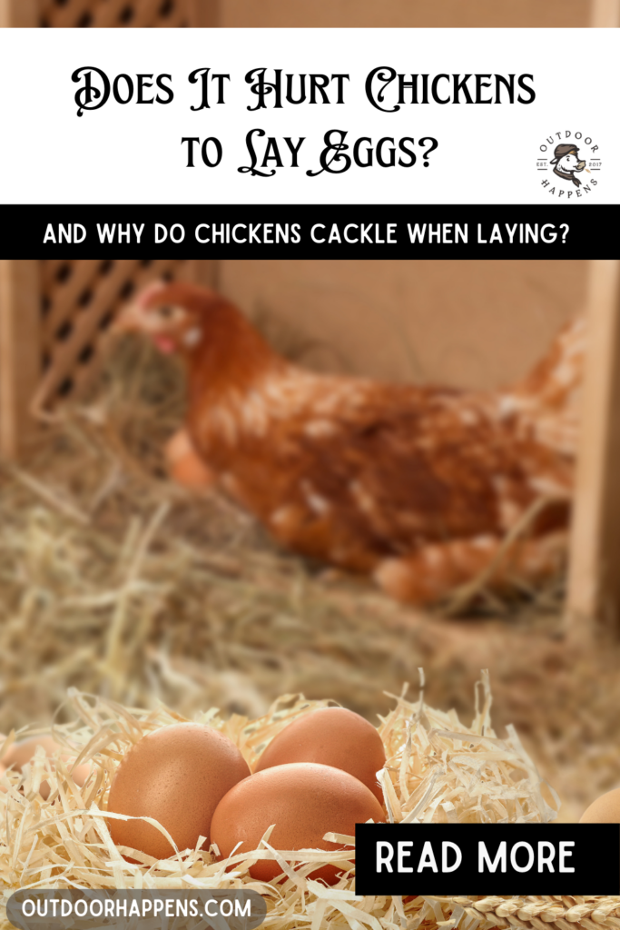 Does It Hurt Chickens to Lay Eggs And Why Do Chickens Cackle When Laying