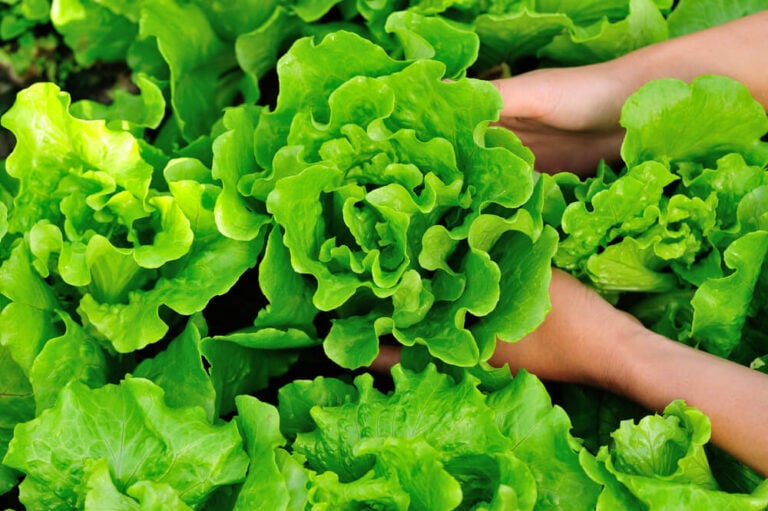 harvesting some beautiful and green lush lettuce from the garden